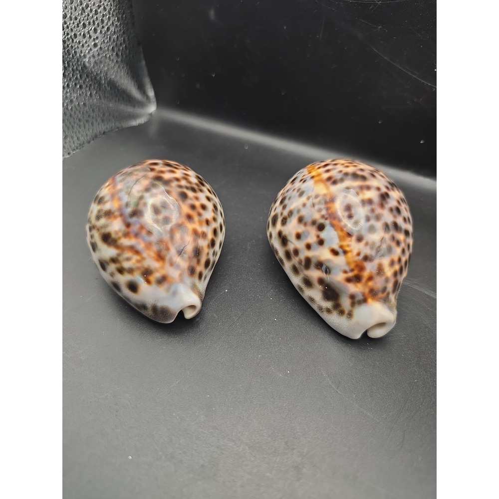 Tiger Cowrie Cypraea Tigris Leopard Pattern Seashell 3 & 3.5 Inches Shells